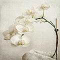 Beautiful white orchid II