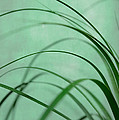 grass impression