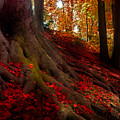 autumn light